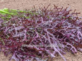 Asia-Salat Moutarde Rouge Metis