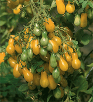 Cocktail-Tomate Dattelwein