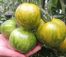 Tomate Green Zebra