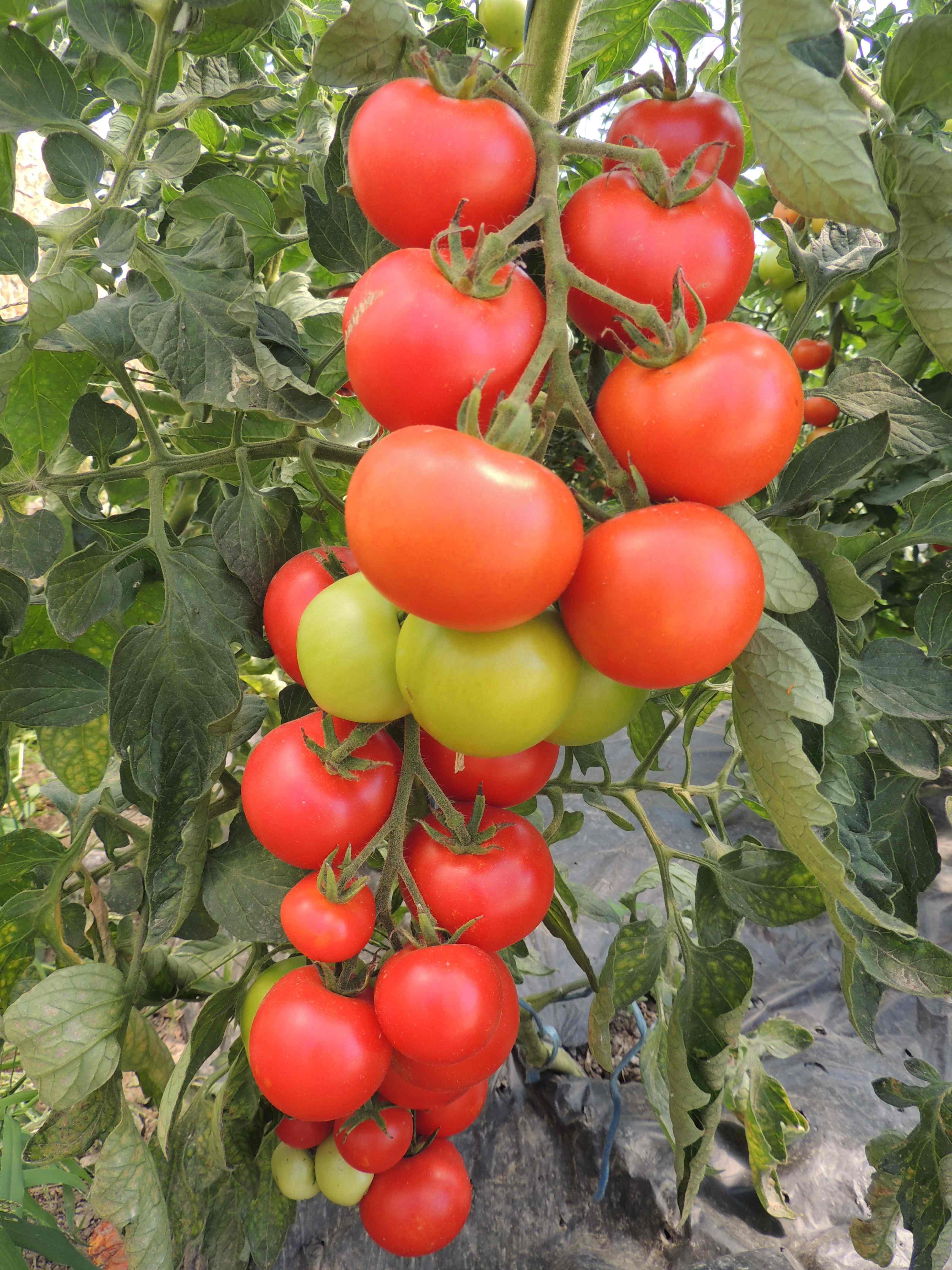 Tomate Hellfrucht