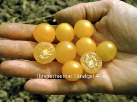 Wildtomate Golden Currant