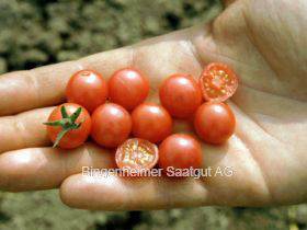 Wildtomate Rote Murmel