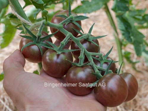 Cherrytomate Black Cherry