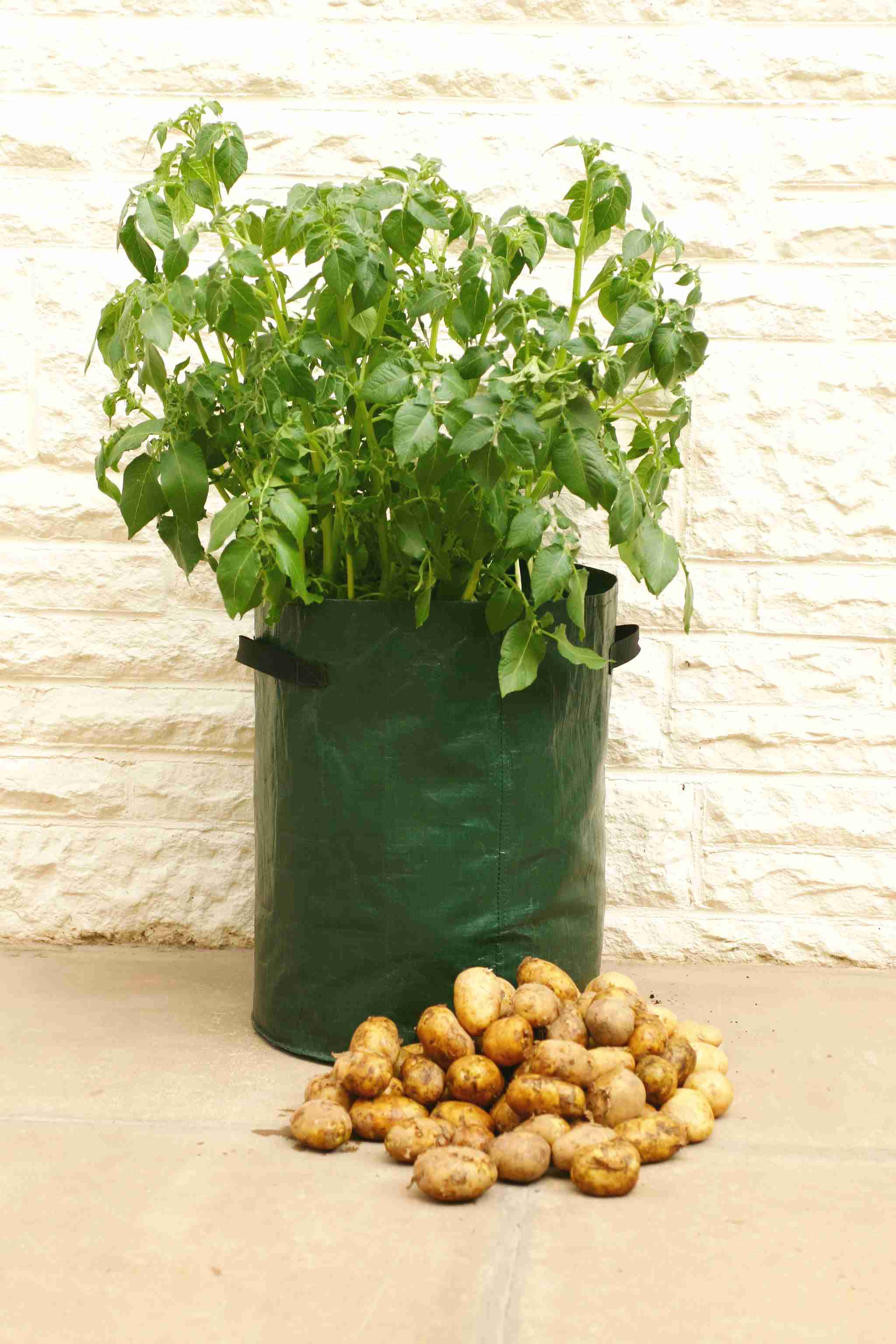Kartoffelsack