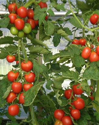 Freiland-Tomate De Berao