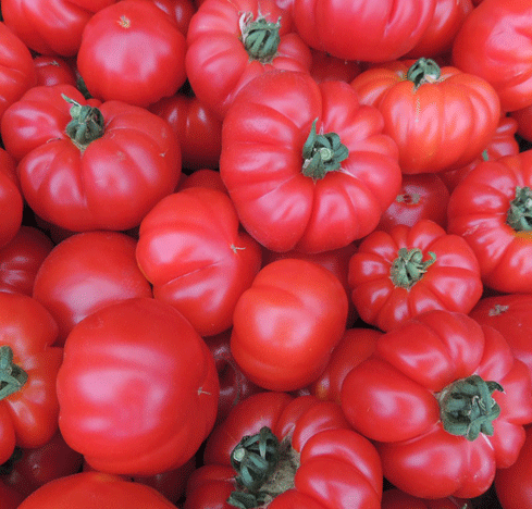 Fleisch-Tomate Marmande