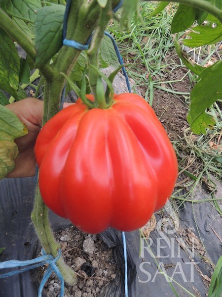 Tomate Liguria