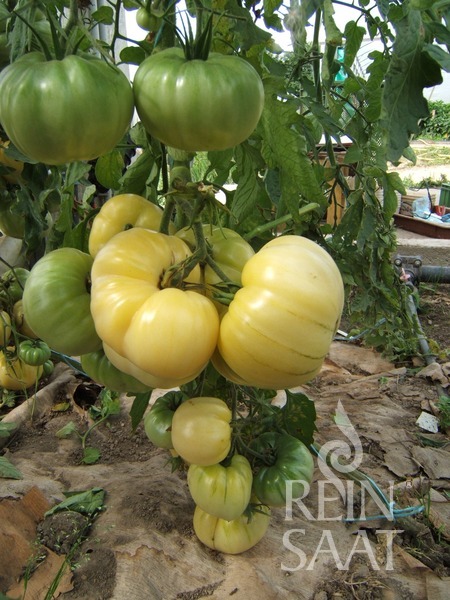 Tomate White Beauty