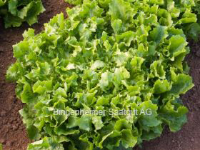 Herbst-Salat: Grüner Escariol