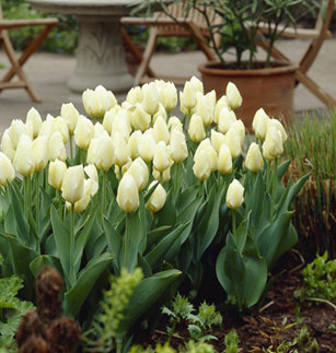 Fosteriana-Tulpe White Emperor (Purissima)