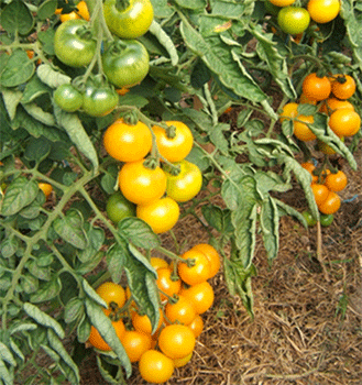 Freiland-Tomate Goldene Königin