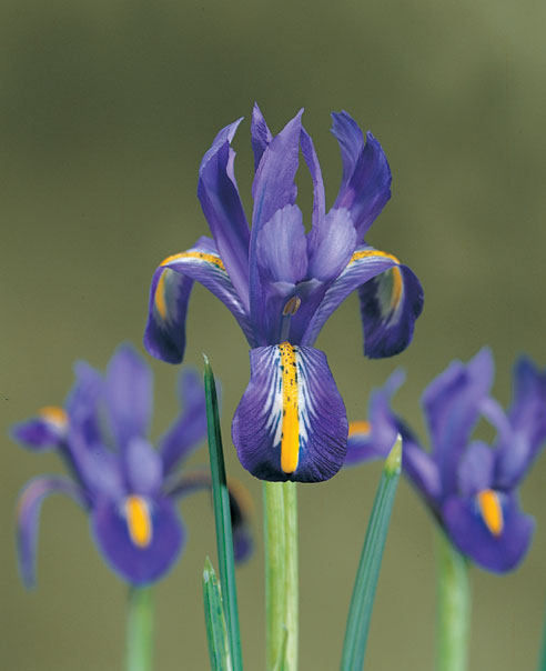 Netz-Iris Harmony (Iris reticulata)